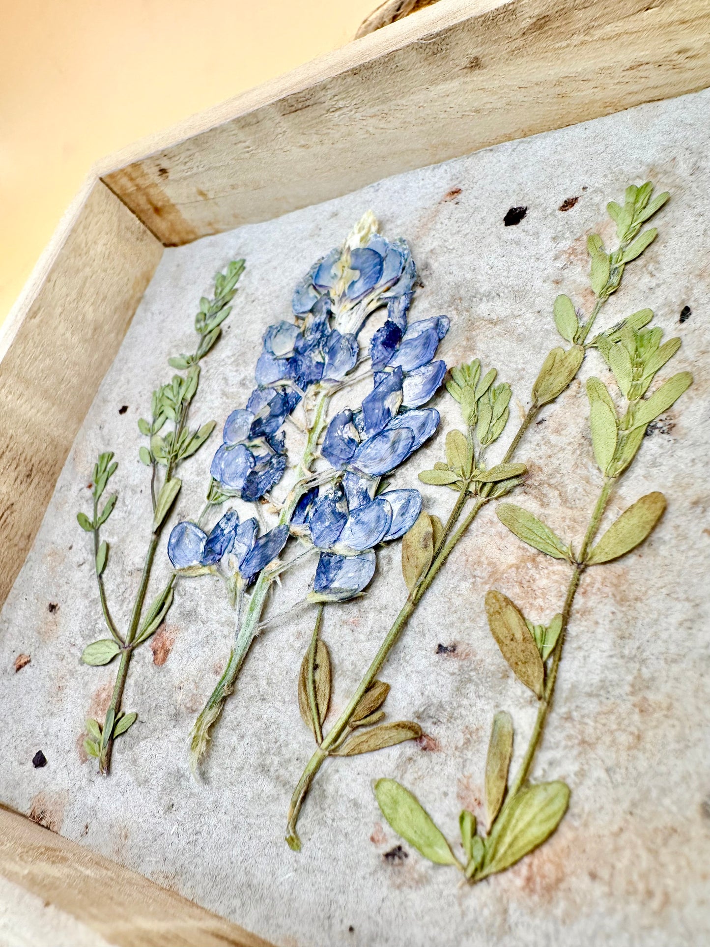 Shadow Box Bluebonnet 5x5