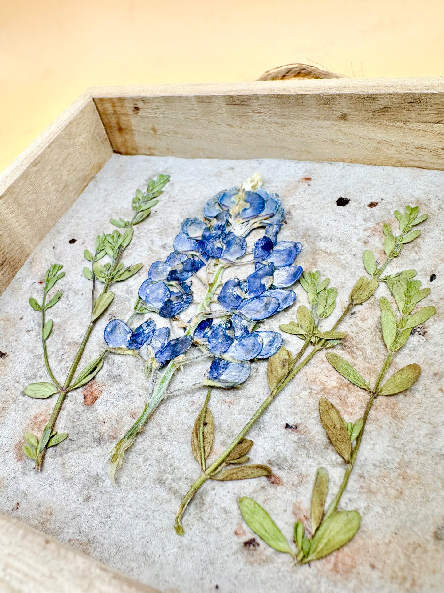 Shadow Box Bluebonnet 5x5